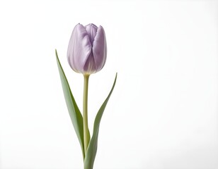 Fototapeta premium Single Purple Tulip on White Background