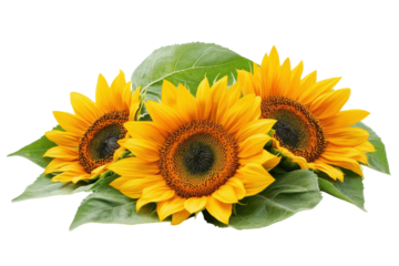 Vibrant Sunflowers in Full Bloom bright yellow petals lush green leaves simple white background