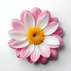 Obraz premium Pink and White Flower Blossom
