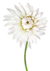 Dahlia.  Flower on isolated background with clipping path.  For design.  Closeup.  Nature. Transparent background.	