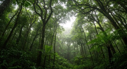Fototapeta premium Lush Forest Canopy Photo