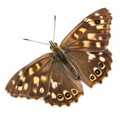 Speckled Wood Butterfly Image isolated on transparent background