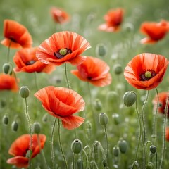 Obraz premium Field of Red Poppies in Bloom
