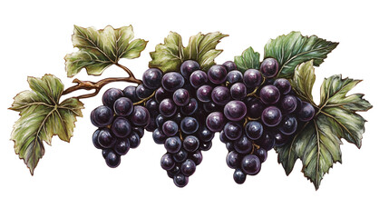 Obraz premium Dark Purple Grapes Cluster with Green Leaves on White Background