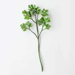 Fresh Green Parsley Sprig on White Background