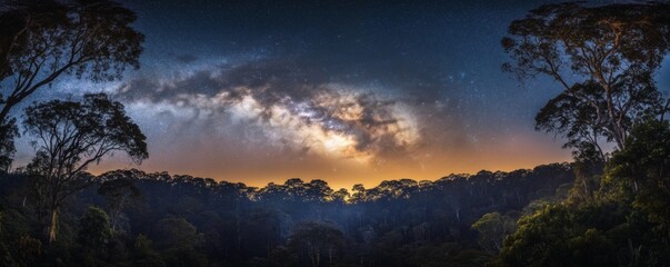 Dramatic sunset through a forest canopy.
