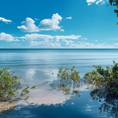 Beach, water plants, blue sky scene.