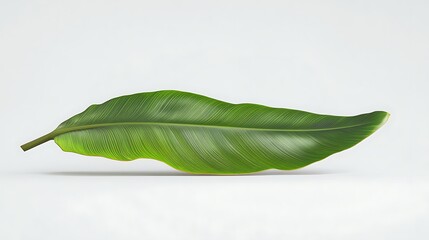 Obraz premium Isolated green leaf with visible veins and textured surface against white background