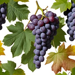 Fototapeta premium Ripe Red Grapes on the Vine with Autumn Leaves
