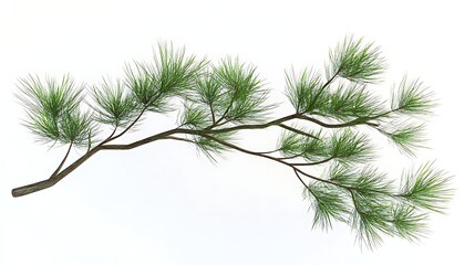 Obraz premium Isolated pine branch with green needles on white
