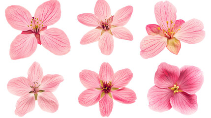 Elegant Pink Cherry Blossom Flower on White Background Isolated