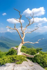 Obraz premium A stark, leafless tree clings to a rocky outcrop, overlooking a vast, verdant mountain range under a vibrant blue sky dotted with fluffy white clouds