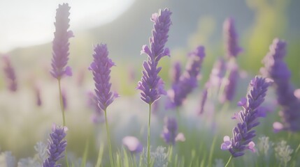 Obraz premium Lavender blooms against soft focus background nature scene