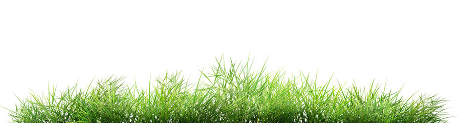 Fototapeta premium green grass isolated on white background/The green grass is outdoors on a white background.