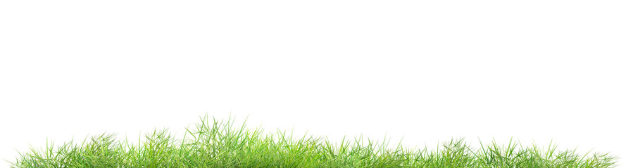 Fototapeta premium green grass isolated on white/The green grass is outdoors on a white background.