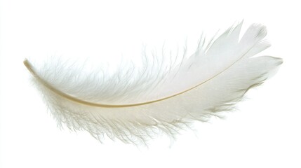 Obraz premium Delicate single white feather on white background with soft details