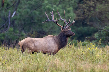 Bull Elk