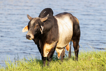 American Brahman