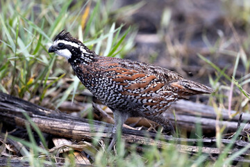 Northern Bobwhite quail