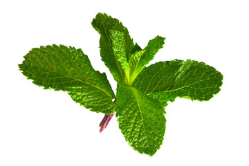 Green Mint Leaf Isolated on Transparent Background