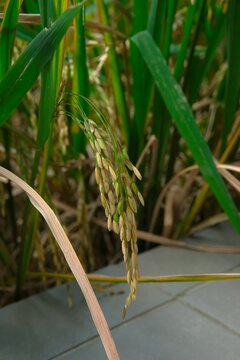 Oryza sariva L , Paddy, Padi or Rice field view in village. The rice almost ripe. Sawah