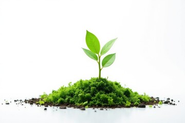 Tiny tree sprout, vibrant green foliage, pure white background, vegetation, treelet, picture