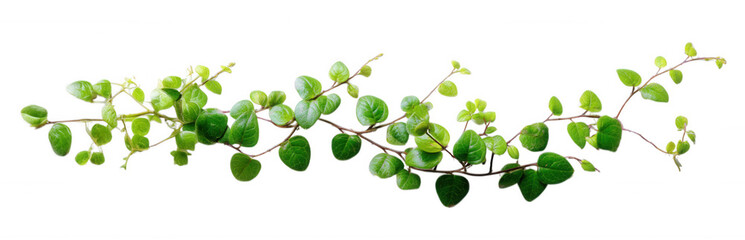 Fresh Green Ivy Plant Vines Transparent Background
