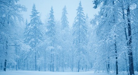 Fototapeta premium Winter Forest Scene - Photo