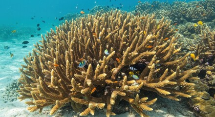 Underwater coral reef with fish - Photo