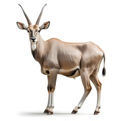Fototapeta premium Eland Antelope Isolated on White Background