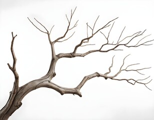 Bare Branch Isolated on White