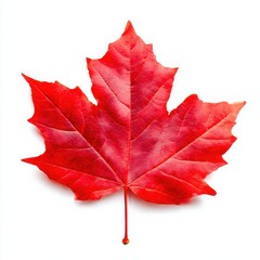 Red maple leaf close up photograph on white background