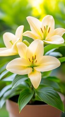 Obraz premium Three pale yellow lilies bloom in a pot, bathed in sunlight, against a blurred green background