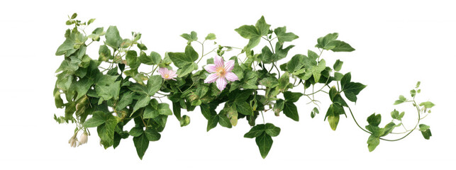 Fresh Green Ivy Plant Vines Transparent Background