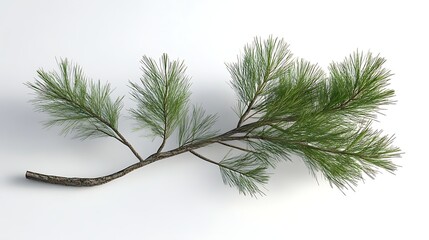 Obraz premium Pine branch isolated on white nature and detail
