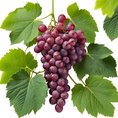 Fototapeta premium Fresh Red Grapes on the Vine
