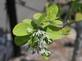 公園でヒトツバタゴの花が咲いている