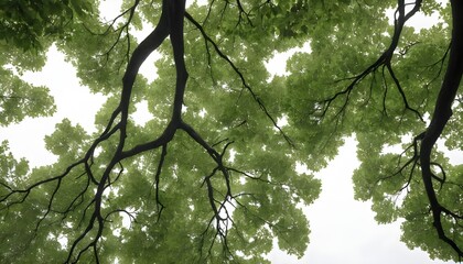 Fototapeta premium Canopy of Lush Green Leaves