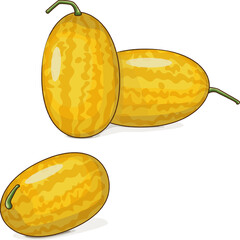 Gold in Gold Watermelon. Citrullus lanatus. Fruits and vegetables. Clipart. Isolated vector illustration.