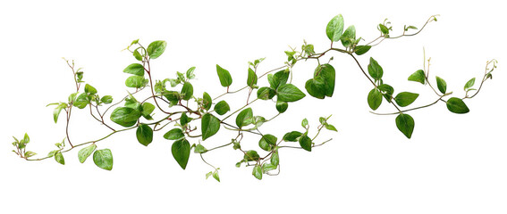 Fresh Green Ivy Plant Vines Transparent Background