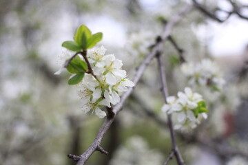 white cherry blossom