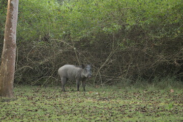 Beautiful Animals in Nagarhole National Park, India 