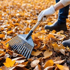 Obraz premium Autumn Leaf Raking