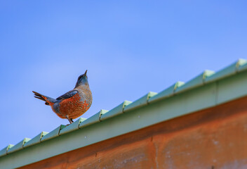 塀の上に止まるイソヒヨドリのオス