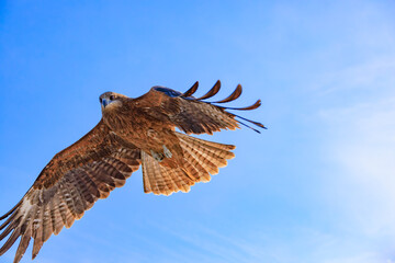 空を飛ぶトビ