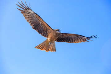 空を飛ぶトビ