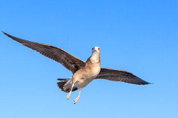 海辺を飛ぶウミネコの幼鳥