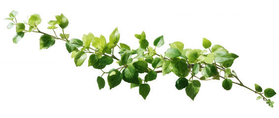 Fresh Green Ivy Plant Vines Transparent Background