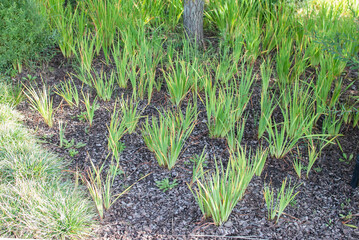 young shoots of bunch grass in the park in spring, planted in rows