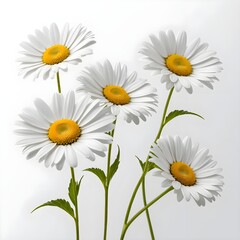 Five White Daisies on White Background